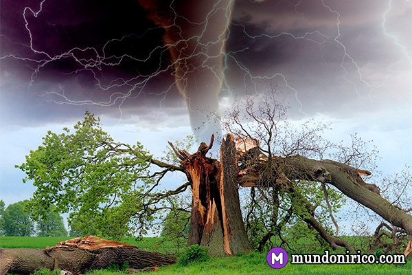 Un árbol destruido por un tornado y una tormenta.