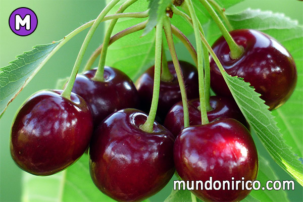 ¿Qué significa soñar con un árbol lleno de cerezas?