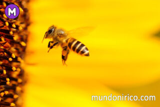 Soñar con abejas que te pican: ¿Un presagio o una señal?