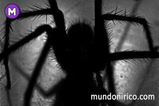 Descifra el enigma de soñar con arañas negras grandes y peludas.