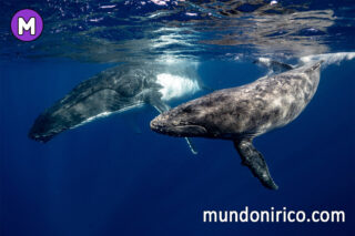 Misterios marinos: ¿Qué significa soñar con ballenas en el mar?