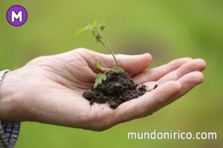 Soñar con cultivar tomates: Plantando simbolismo en el mundo onírico.