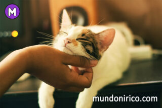 Descifrando los misterios de soñar con gatos cariñosos.