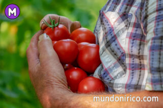 Soñar con recoger tomates maduros: La cosecha de deseos en su punto.