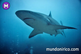 Soñar con tiburones en el mar: Explorando las profundidades oníricas.