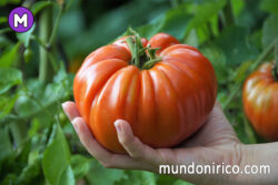 Soñar con un tomate gigante: Aventuras en un mundo onírico de proporciones colosales.