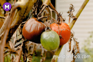 Soñar con tomates podridos: El huerto secreto de tus pesadillas nocturnas.