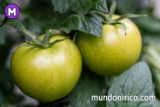 Cultivando visiones: ¿Qué significa soñar con tomates verdes?